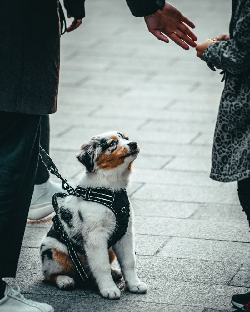Dogs Need to Be Licensed After Four Months