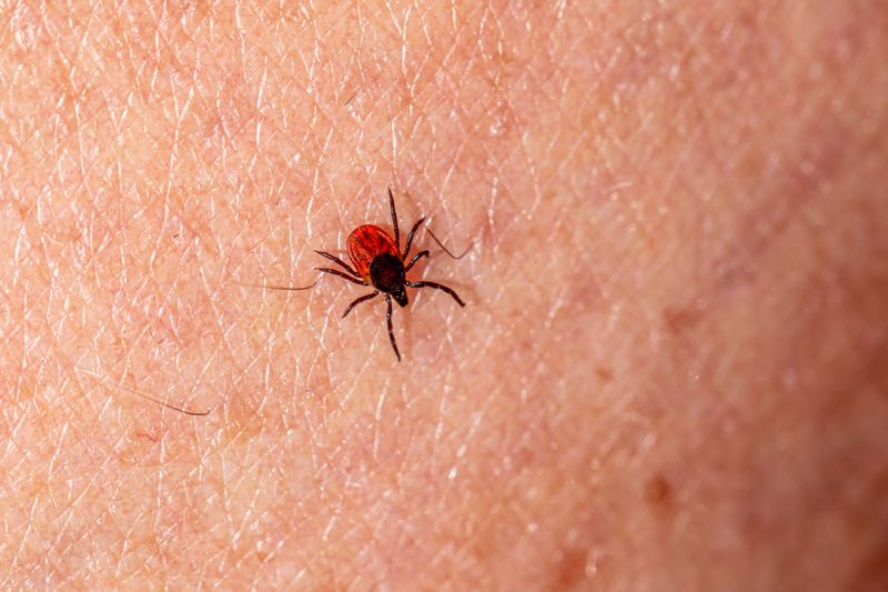Lyme Disease from Infected Ticks