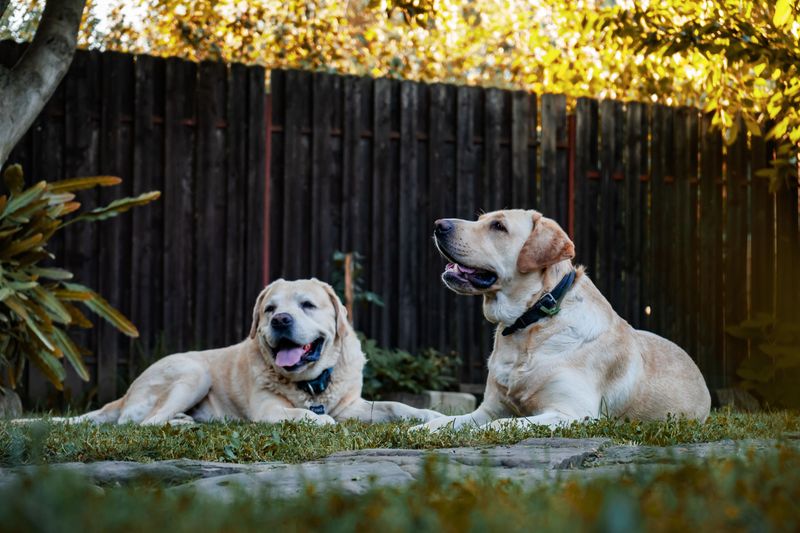 Labrador Retriever