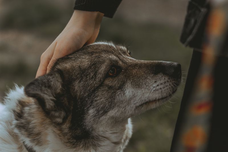 Watching a Dog Can Make You Its Owner