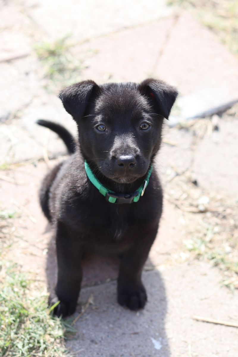 Registration Starts At Three Months Old