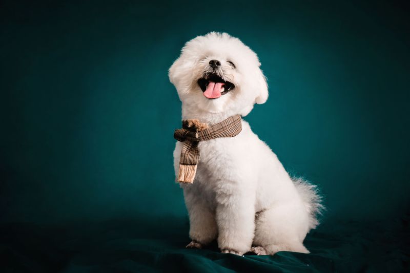Bichon Frise