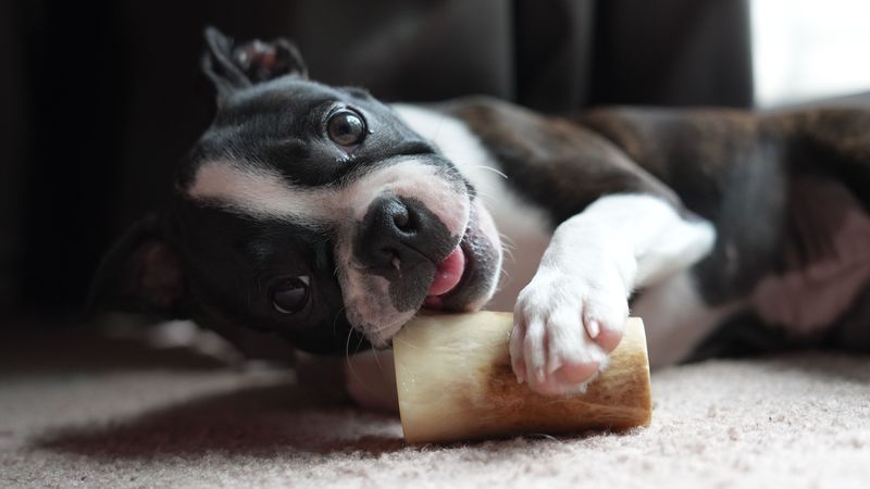 Boston Terrier