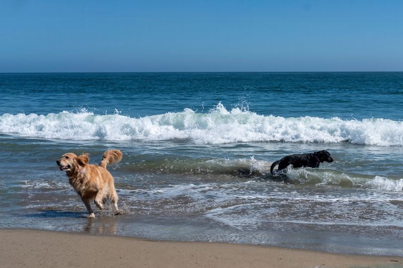 The Original Dog Beach (Ocean Beach), San Diego