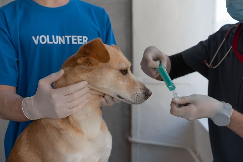 Rabies Shots Are Required Once Your Dog Turns Six Months