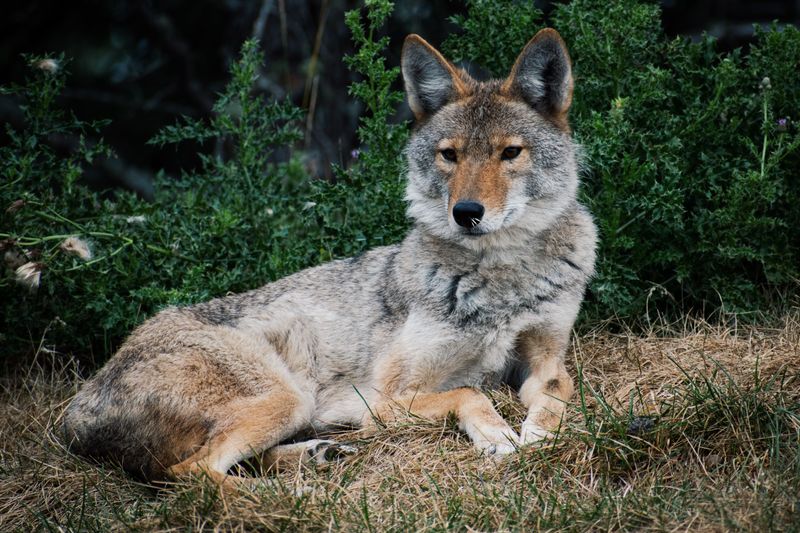 Coyotes