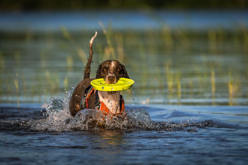 3. American Water Spaniel: Compact Splash Maker