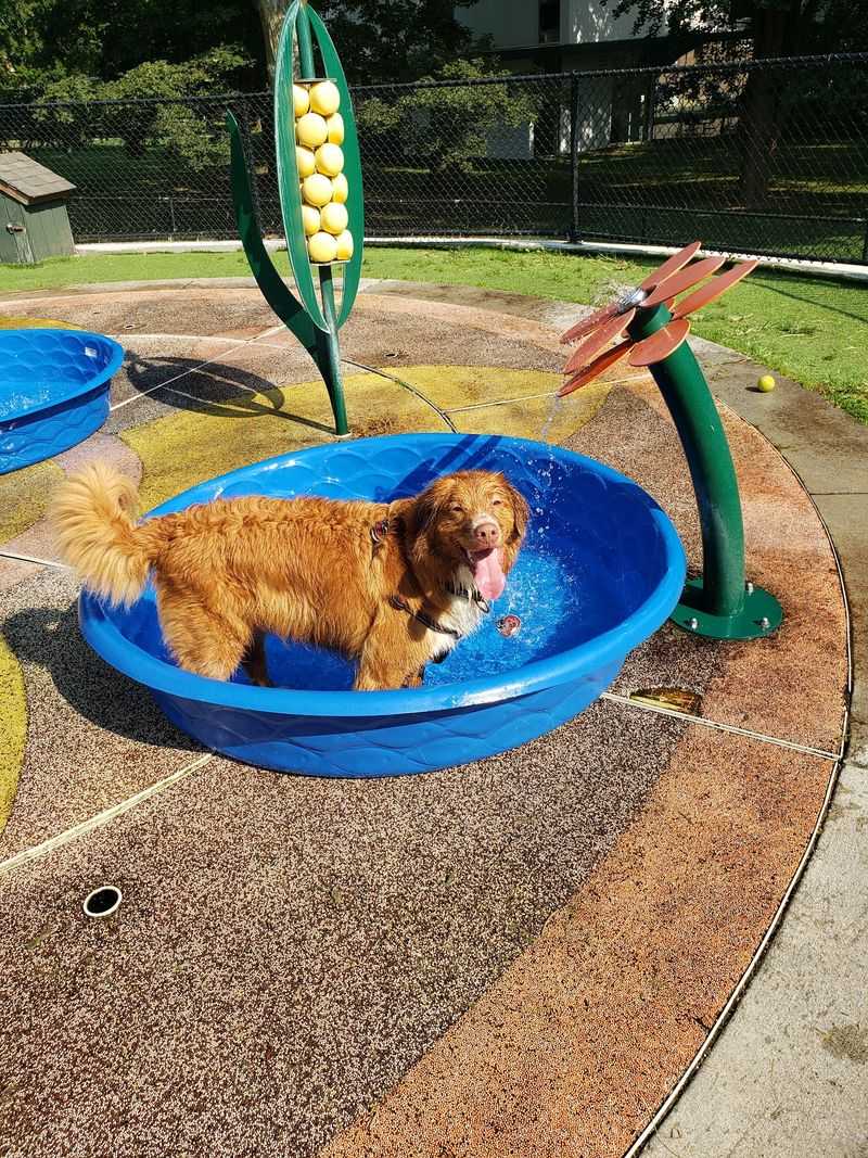 Beau's Dream Dog Park at Buchanan Park, Lancaster