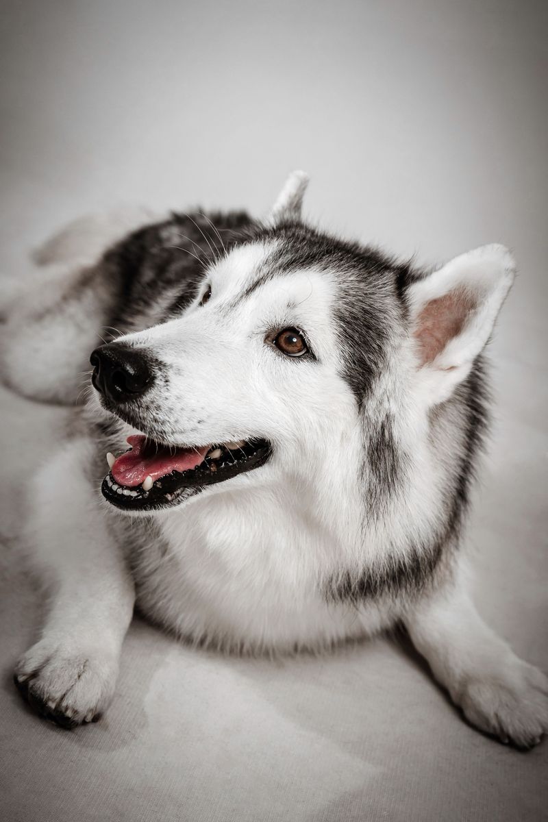 Siberian Husky