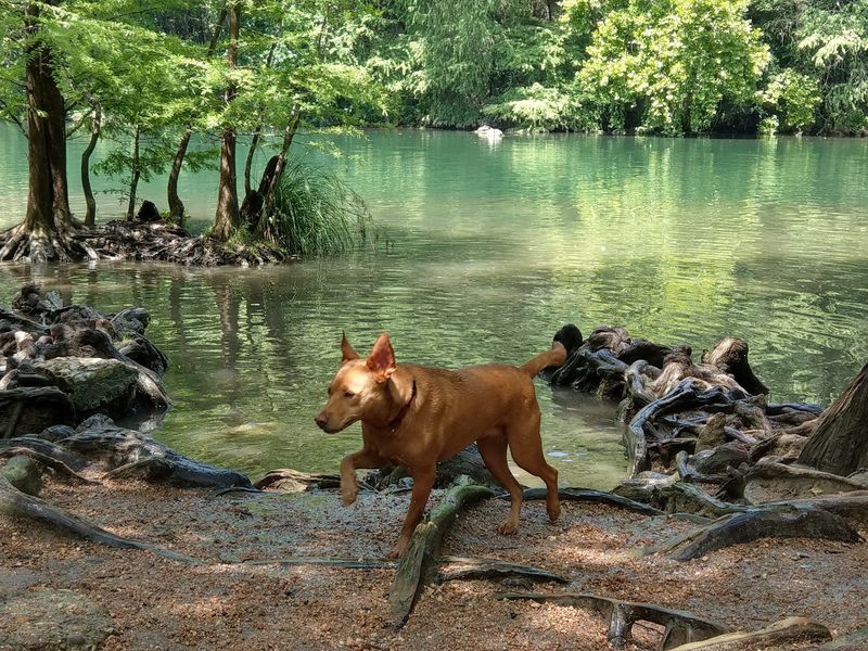 Austin: The Capital of Canine Cool