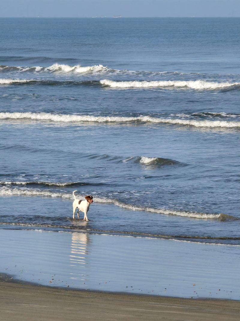 Walk the Sandy Shore at Grayland Beach State Park