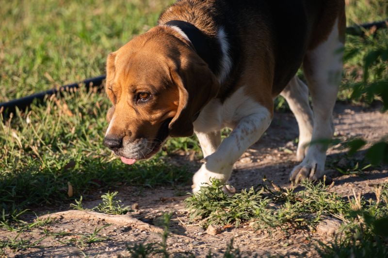 4. Beagle: Nose First, Plans Second
