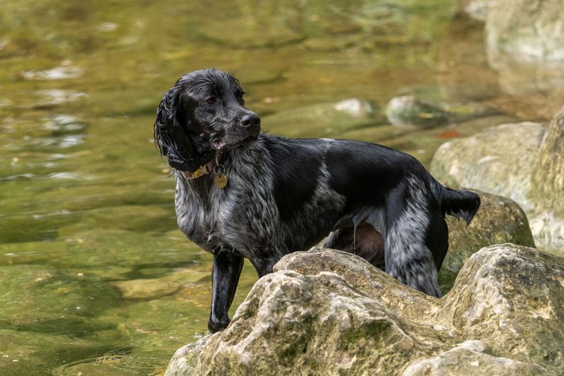 4. Irish Water Spaniel: A Curly-Coated Explorer