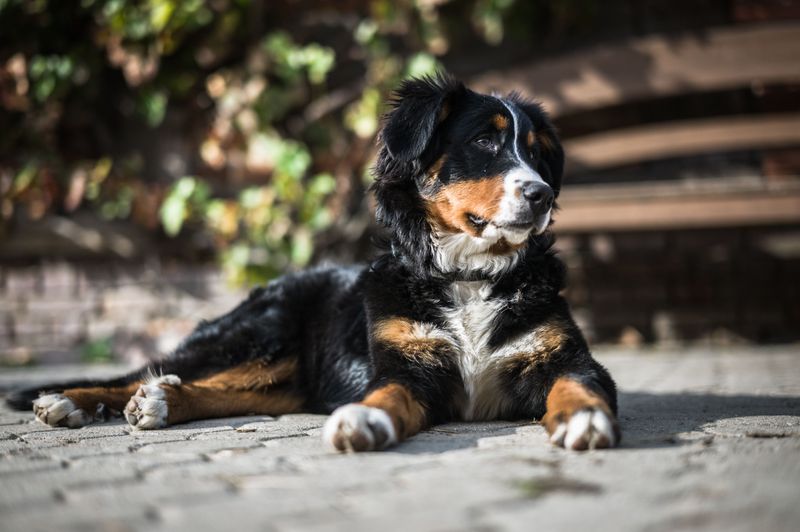 6. Bernese Mountain Dog: Built for Chilly Weekends