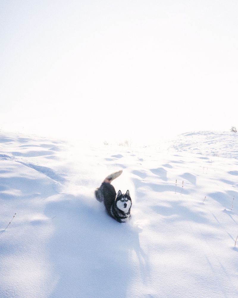 7. Siberian Husky: Snow-Day Energy Unleashed