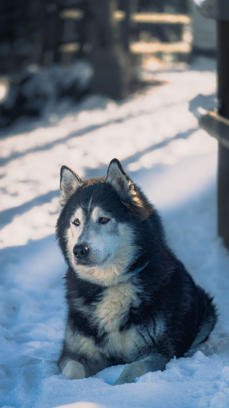 8. Alaskan Malamute: Power for Frosty Trails