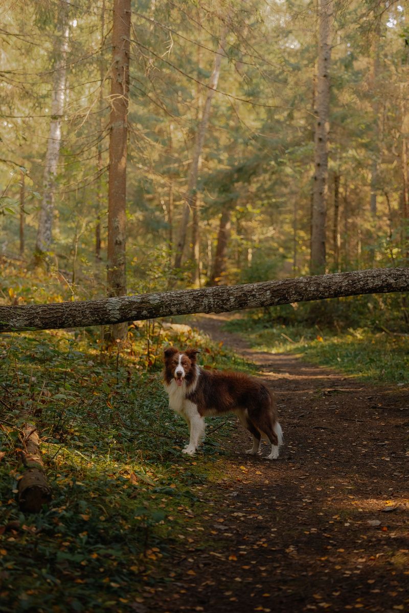 9. Border Collie: Brains Meet Backcountry