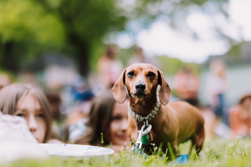 9. Dachshund: Short Legs, Grand Plans