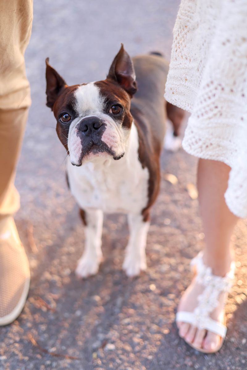 10. Boston Terrier: Southern Style, Sensible Schedule