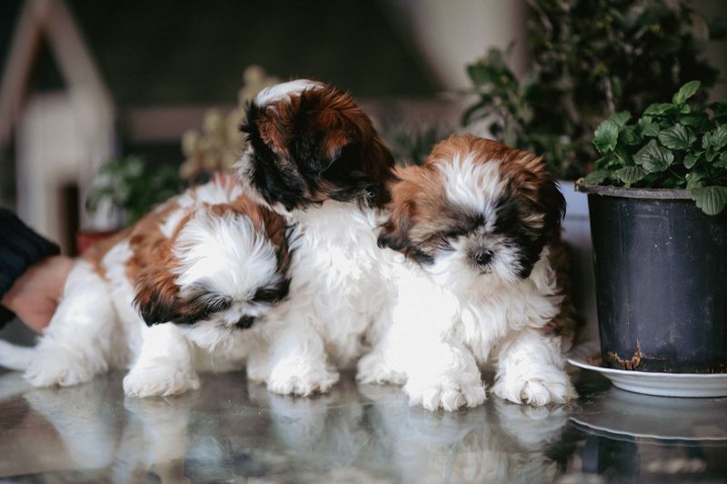 Puppies Turning Three Months Old After July 1 Have Special Timing Rules