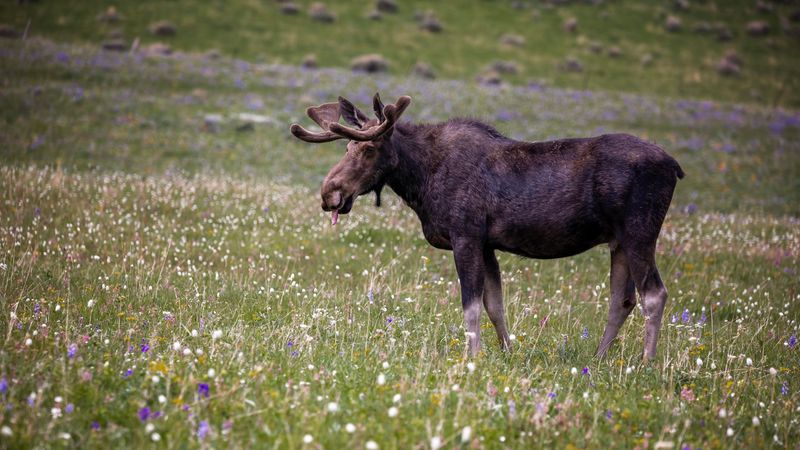 When a Moose Owns the Trail, Let It