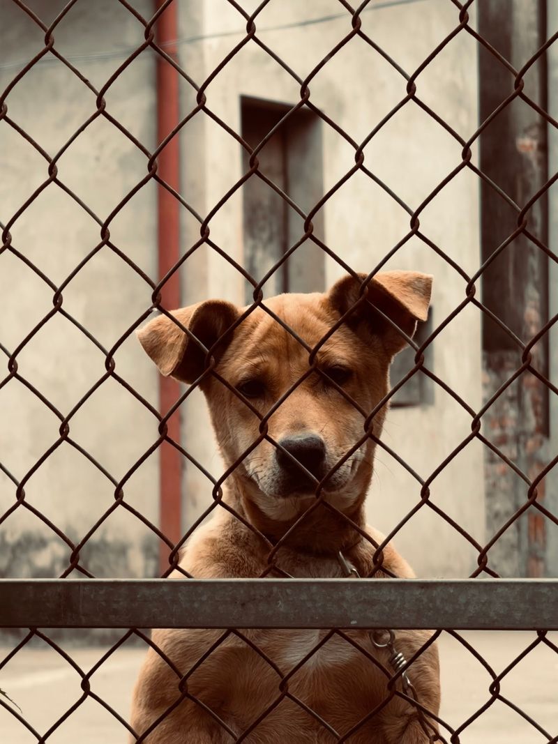Rabies Quarantines Can Temporarily Change Your Dog's Rules