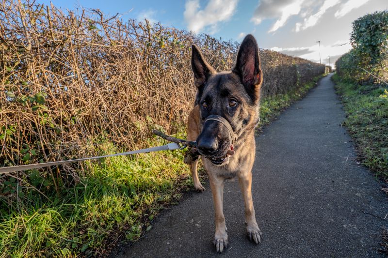 Leash and Muzzle Travel Together Off Property