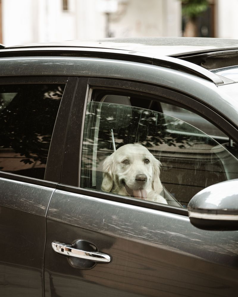 Dogs Cannot Be Left Unrestrained in Vehicles Under Certain Conditions