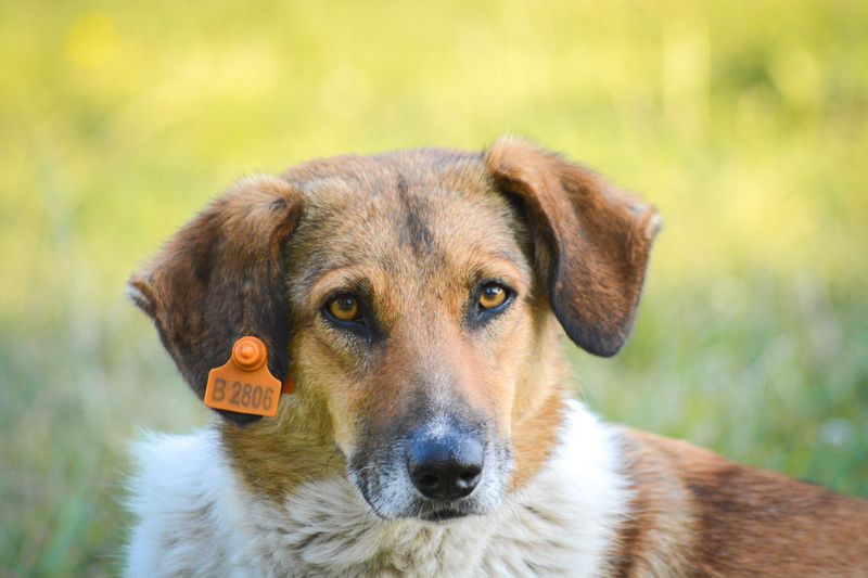 You Have a Short Window To Challenge a Dog Designation