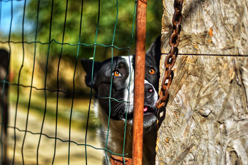 Letting Your Dog Escape Can Lead To a Fine