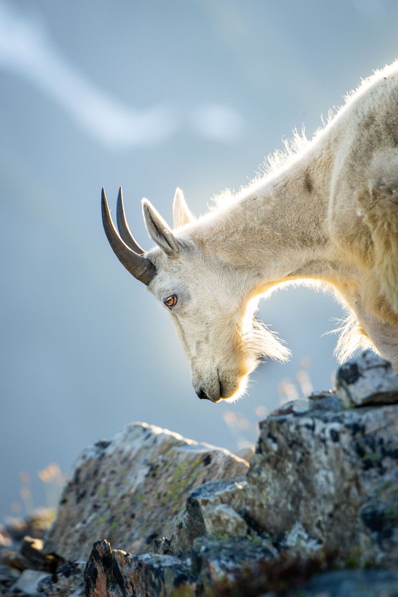 Salt Spots Are Goat Magnets