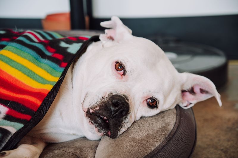 Check Your Dog's Bedding After A Woodland Walk