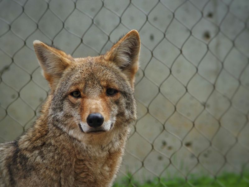 Coyotes Aren't Just a Rural Florida Problem