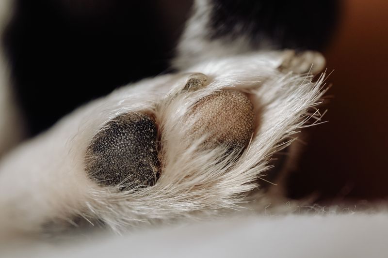 Paws Are The Number One Landing Spot