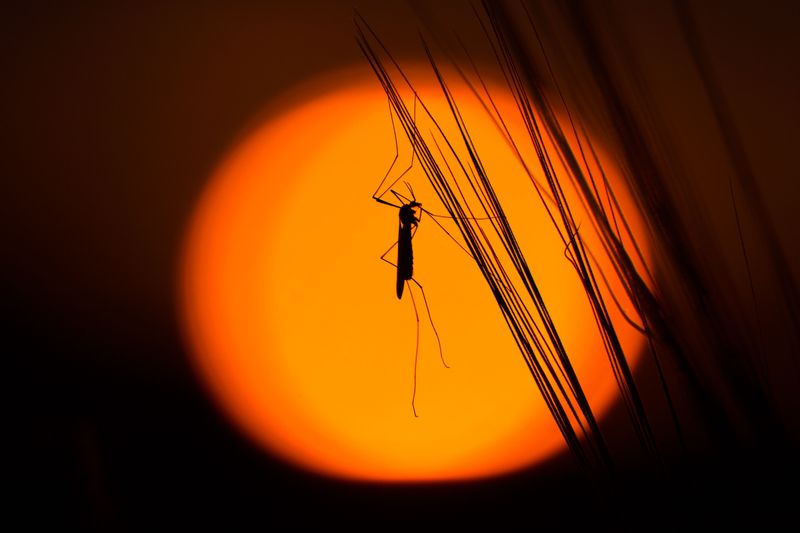 Dawn, Dusk, And Dark Belong To Mosquitoes