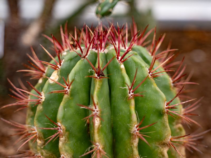Cactus Spines In The Mouth Need Professional Hands
