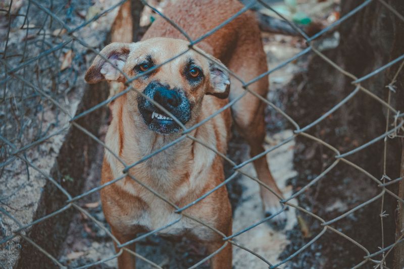 Animal Control Must Investigate and Offer the Owner a Hearing