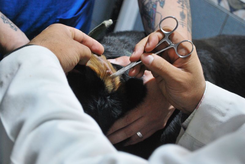 Porcupine Quills Need Prompt Attention