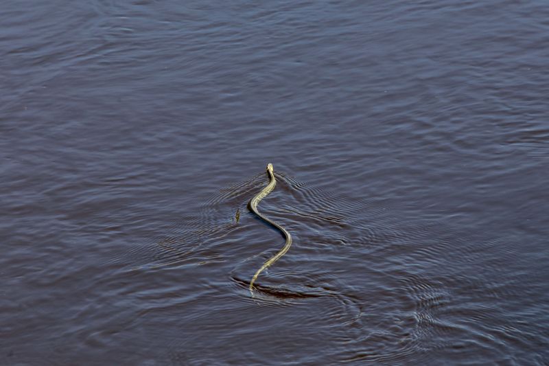 Swimming Alone Does Not Identify a Cottonmouth