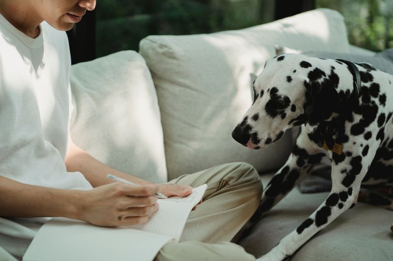 Line Up Pet-Friendly Lodging Before You Need It