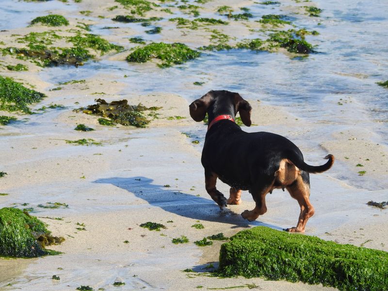 Swimming Ability Varies More By Build Than By Breed Name