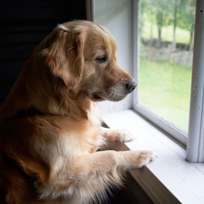 Bring Him Inside While It Is Still Just a Watch