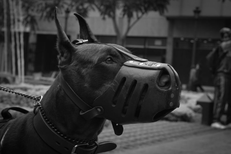 Dangerous Dog Status Requires Official Registration