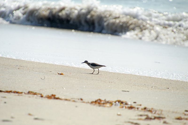 The Point At Cape Henlopen Closes For Nesting Season