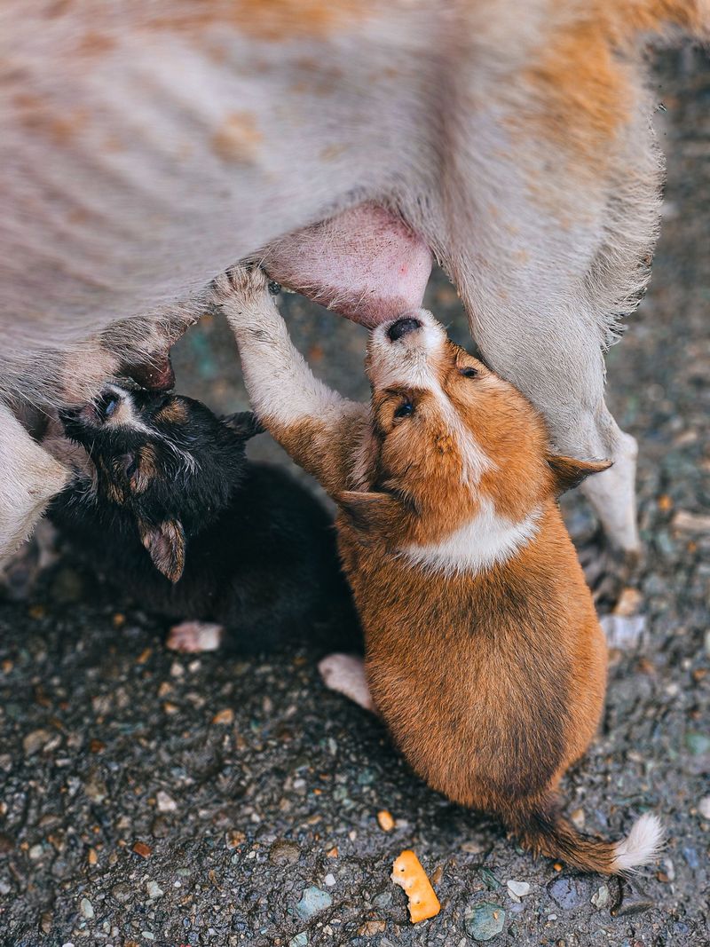 Seven Weeks Before Puppies Leave Mom