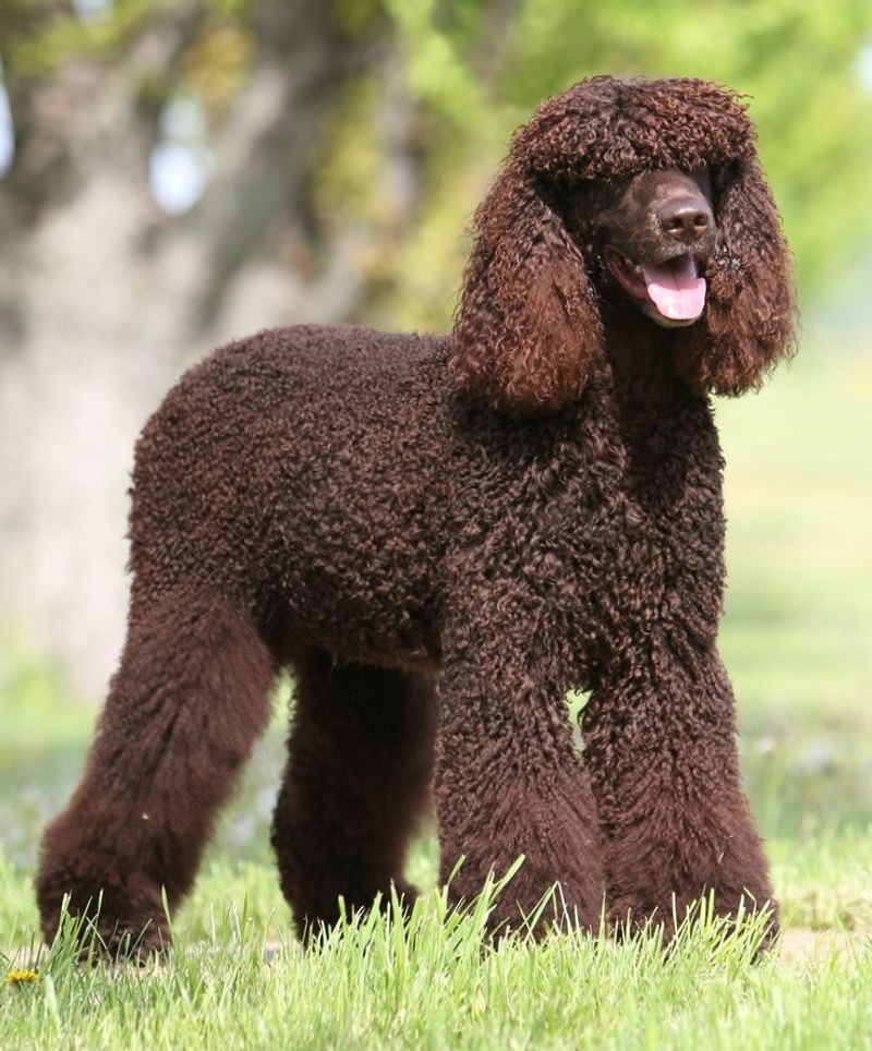 Irish Water Spaniel
