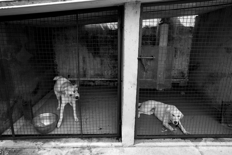 Ten Days of Confinement Follows a Bite