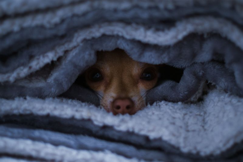 Keep Dogs Calm And Secure During Severe Storms