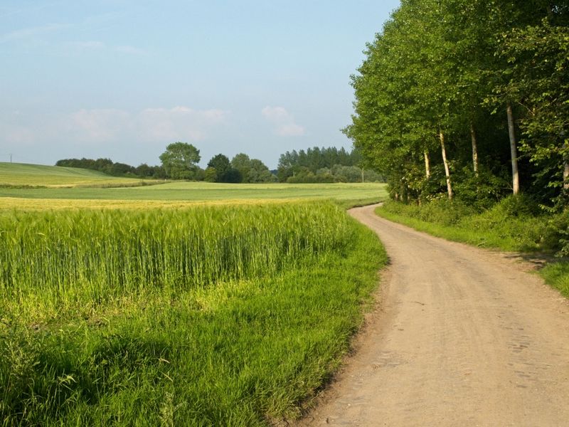 Steer Toward Grass And Dirt Paths