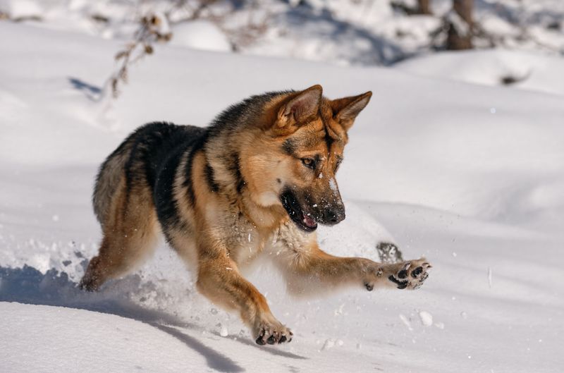 German Shepherd